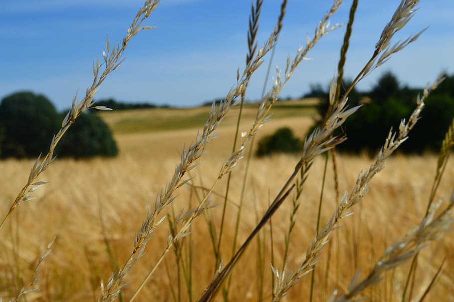 landscape, mark, grain, agriculture, cereal plant, crop, field HD wallpaper