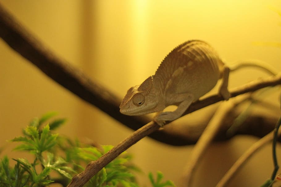 brown lizard on tree branch in macro photography, closeup photography chameleon HD wallpaper