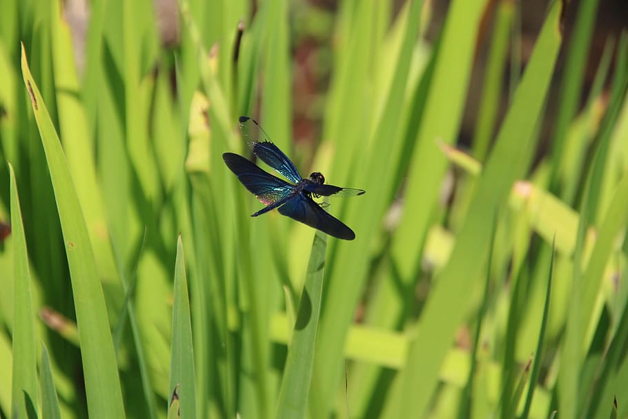 dragonfly, insect, summer, animal wildlife, animal themes, animals in the wild HD wallpaper