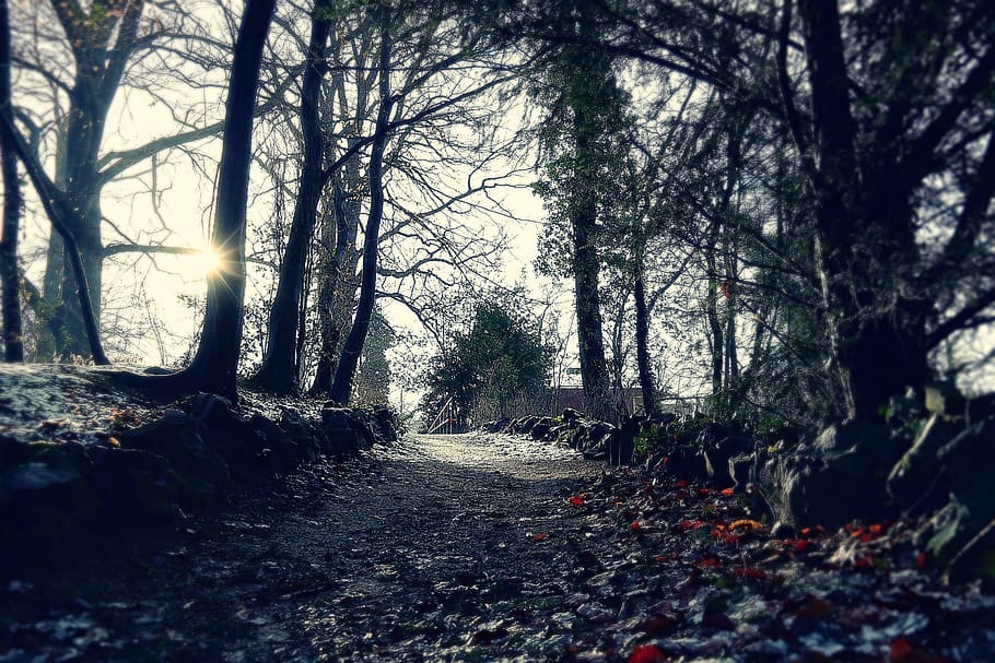 dried leaves, fall, forest, nature, park, road, sun, sunlight HD wallpaper