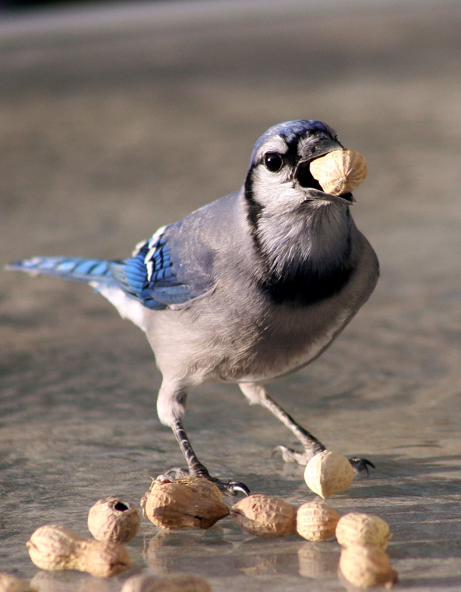 bird, bluejay, feeding, one animal, animal wildlife, vertebrate HD wallpaper