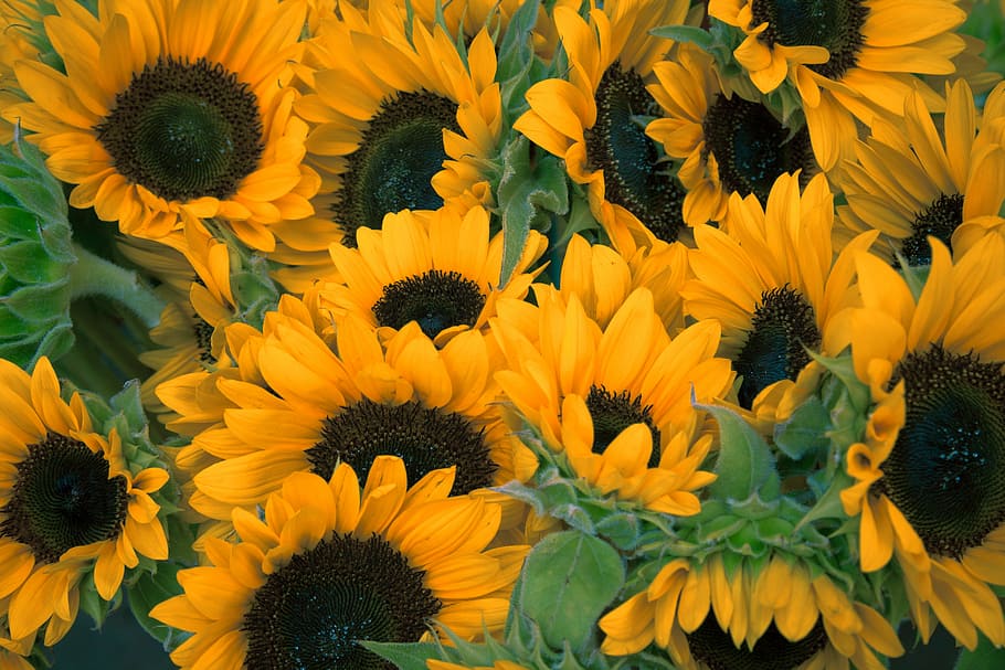 bunch of sunflowers, yellow sunflower, bloom, botanical, green HD wallpaper