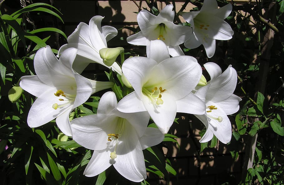 white petaled flower, summer, lilies, flowering plant, beauty in nature HD wallpaper