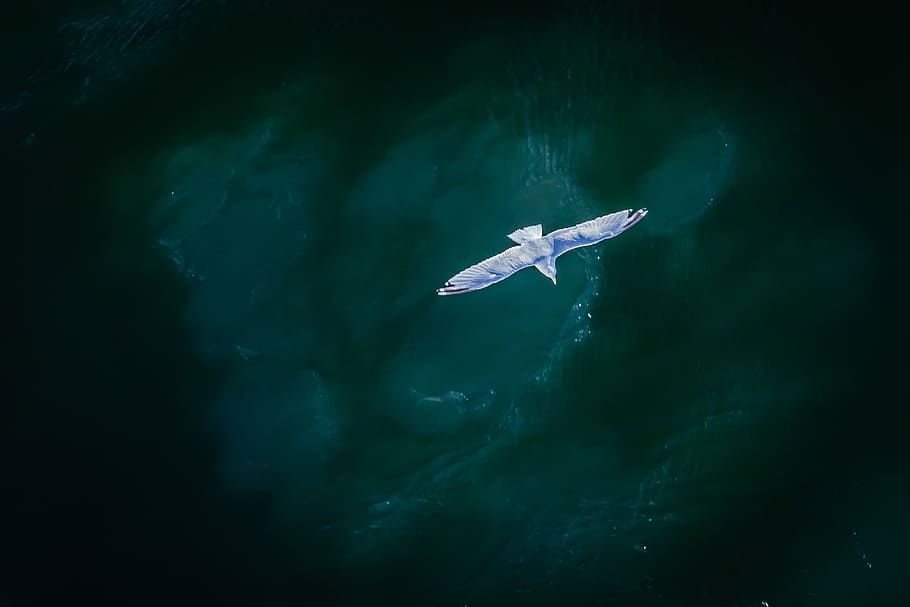 white bird flying, aerial view photography of flying gull above ocean HD wallpaper