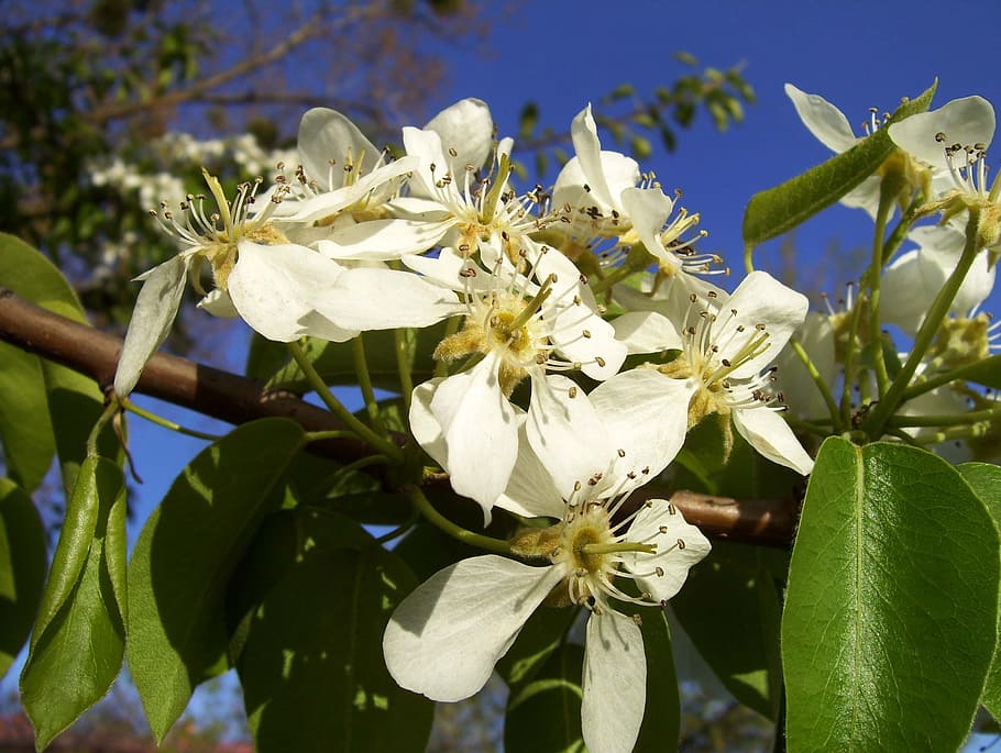 spring, flowers, menopause, fall, nature, white, tree, summer HD wallpaper