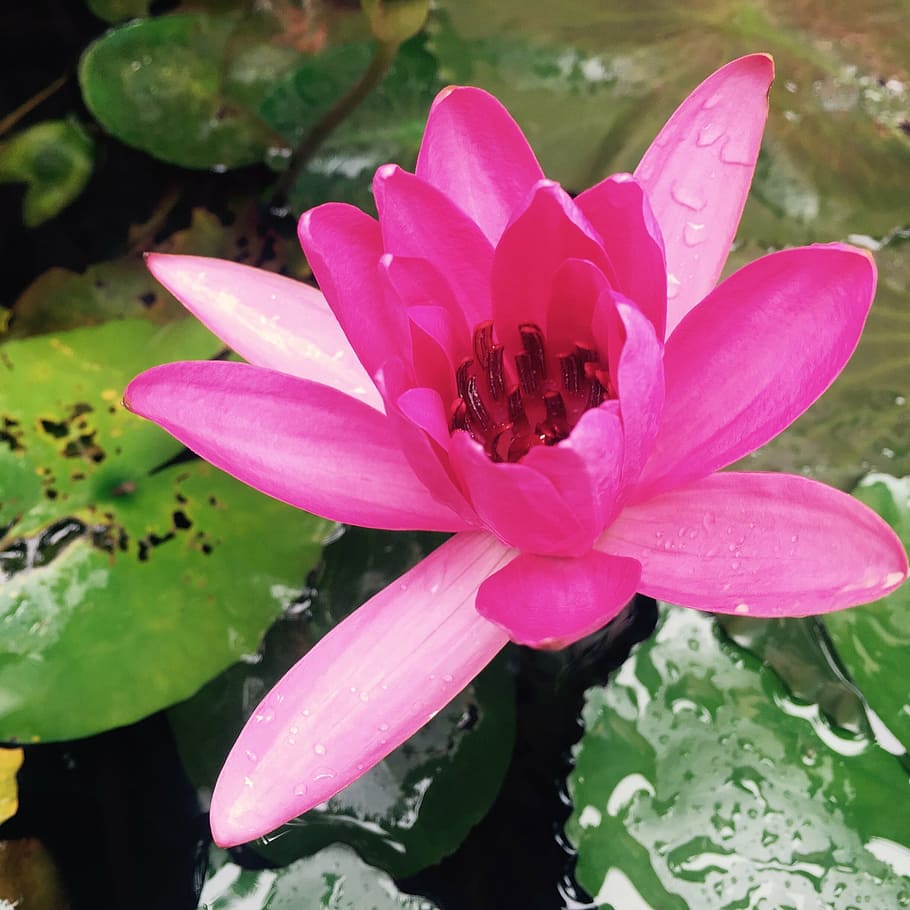 sung flower, water plant, pond, ba moi, ninh thuan, viet nam, HD wallpaper