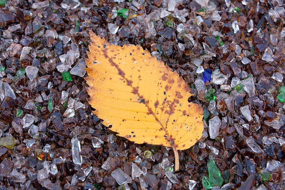 leaf, orange, multi-color, autumn, path, chicago, colored, fall HD wallpaper