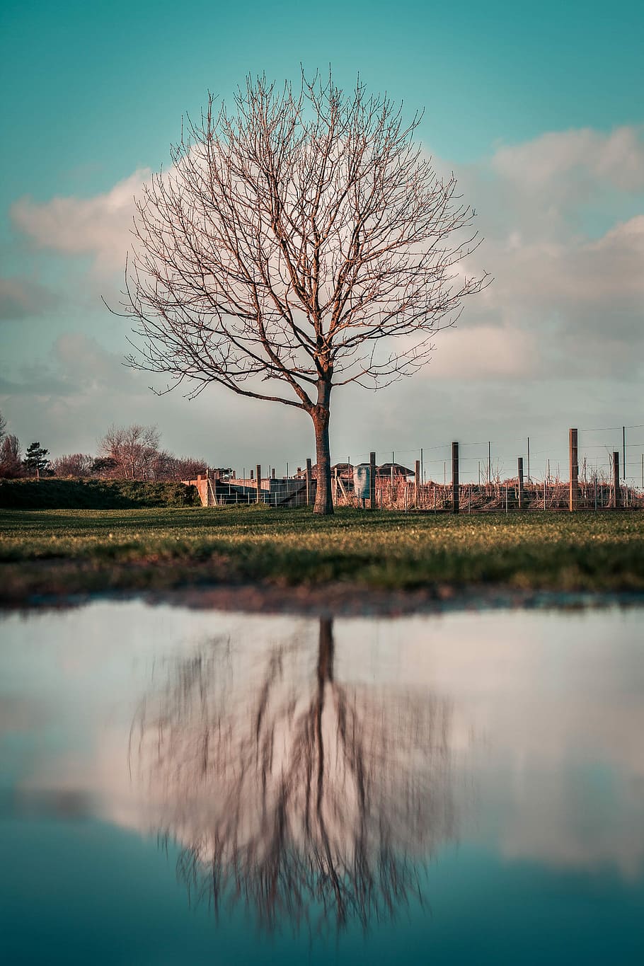 bare tree in pasture near body of water under cloudy sky, leafless tree near body of water HD wallpaper