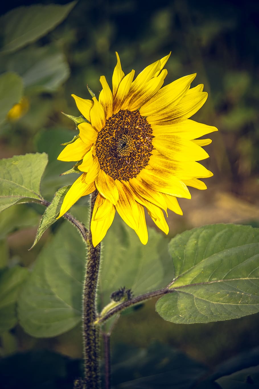 Sun Flower, Blossom, Bloom, Close, yellow, helianthus, asteraceae HD wallpaper