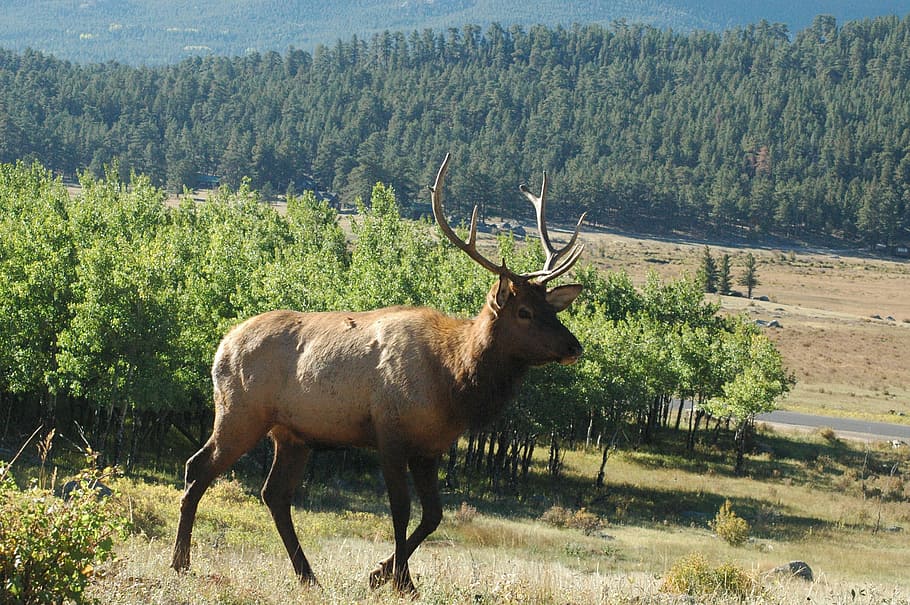 HD wallpaper: elk, mountain scene, animal, nature, buck, hunting, outdoor |  Wallpaper Flare