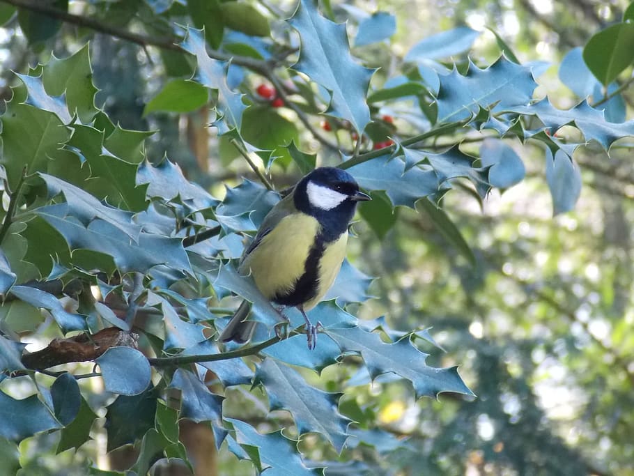 bird, park, autumn, plant, animal themes, vertebrate, one animal HD wallpaper