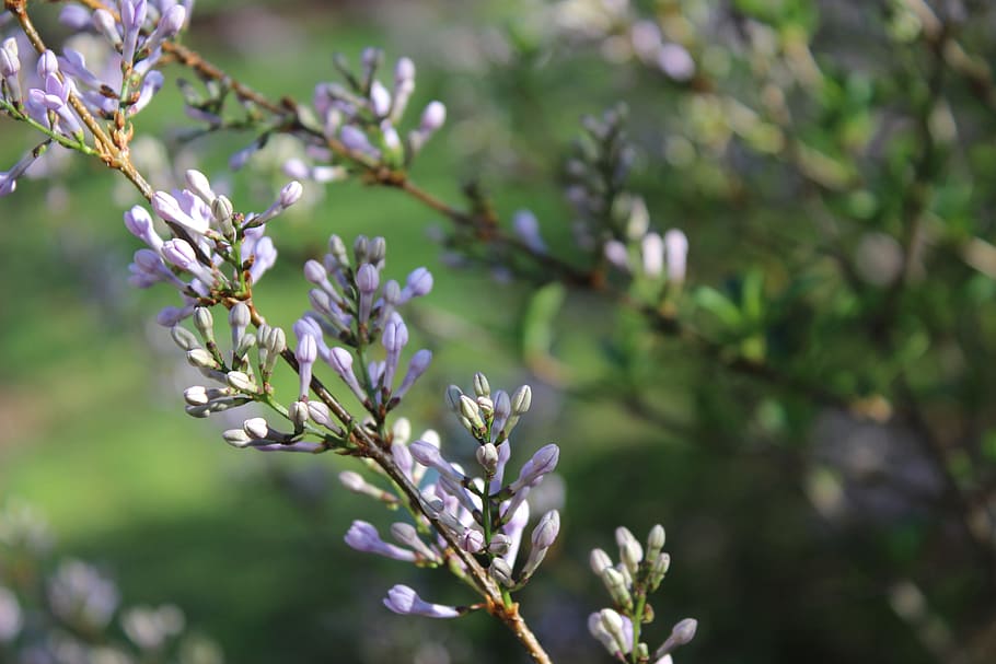Twig, Branch, Lilac, Buds, Purple, purple lilac, flower, floral HD wallpaper