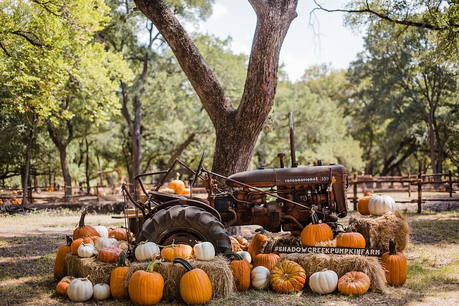 brown tractor surrounded with pumpkins, brown tractor beside tree surrounded with pumpkins, HD wallpaper