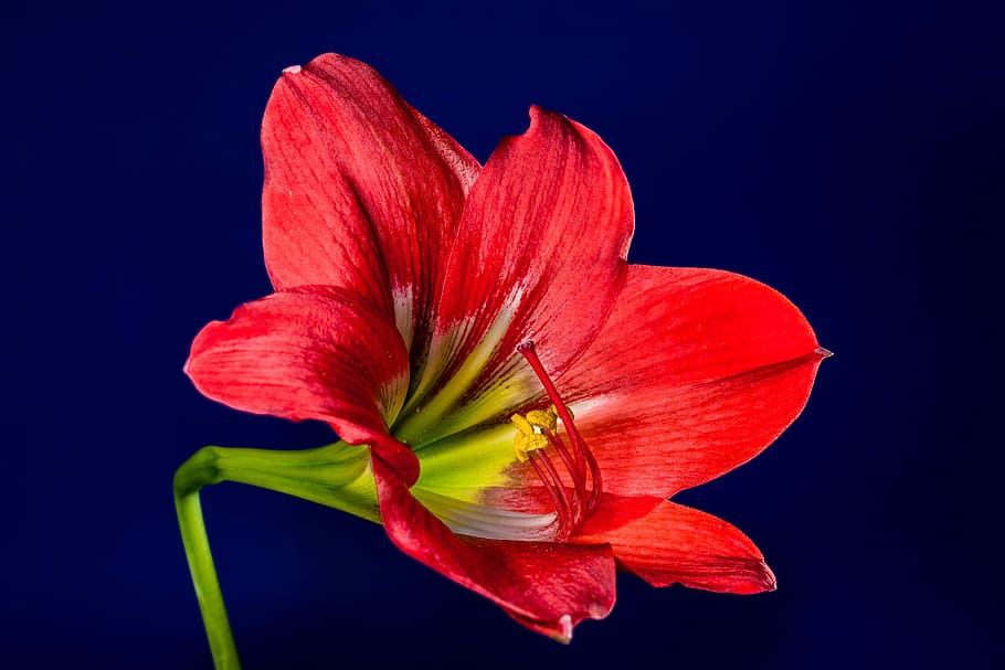 blossom, bloom, flower, red, nature, petal, plant, close-up HD wallpaper