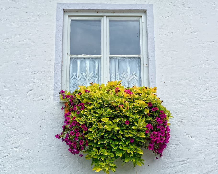 pink petaled flowers, window, flower box, facade, plant, window flower HD wallpaper