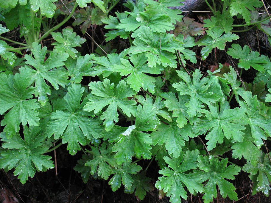 plant, green, geranium, leaf, spring, nature, green Color, growth HD wallpaper