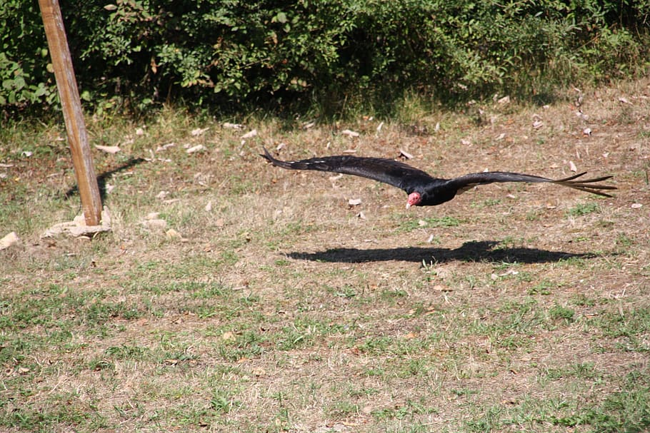 raptors, falcon, bird, wild, sparrowhawk, falconry, jurafaune, HD wallpaper