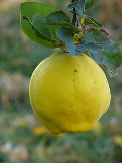 quince, fruit, plant, leaf, tree, pome fruit, roses, kernobstgewaechs HD wallpaper