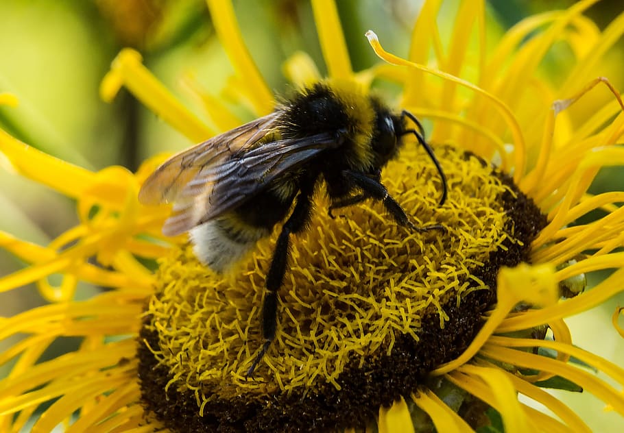bee, summer, blossom, bloom, flower, insect, collect honey HD wallpaper