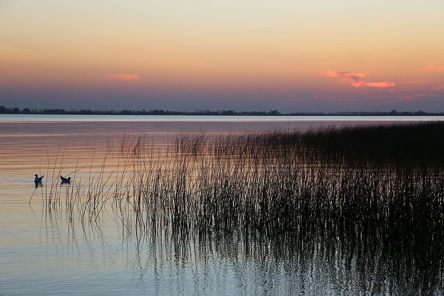 Laguna, Birds, Chascomús, sunset, reflection, nature, beauty in nature HD wallpaper