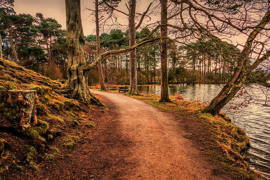 Photography of Trees in Forest, bench, daylight, environment HD wallpaper