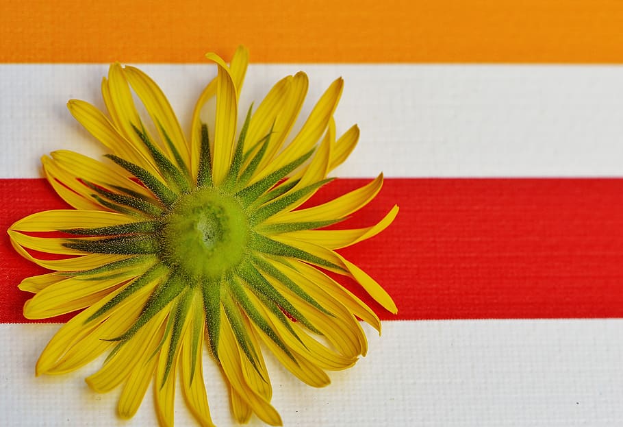 flower, spring, yellow, back, pointed flower, close, beautiful HD wallpaper
