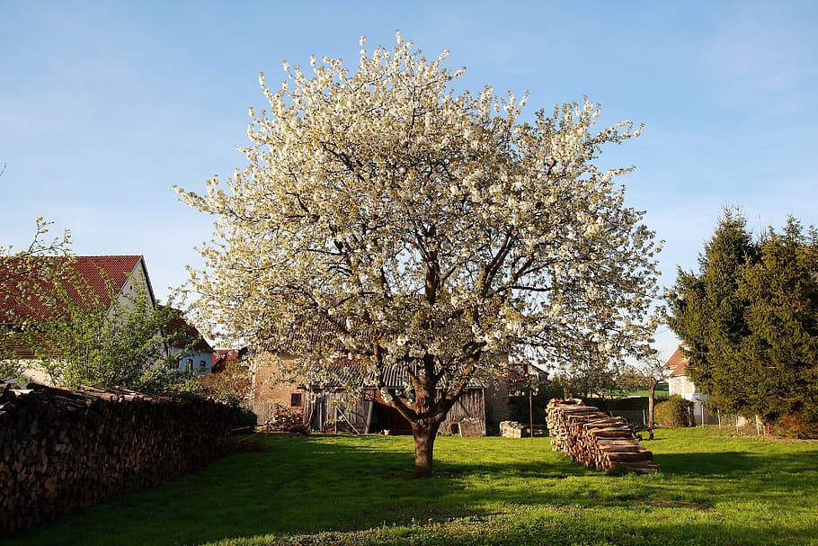 Apple Tree, Meadow, Apple Blossom, spring, nature, rural Scene HD wallpaper