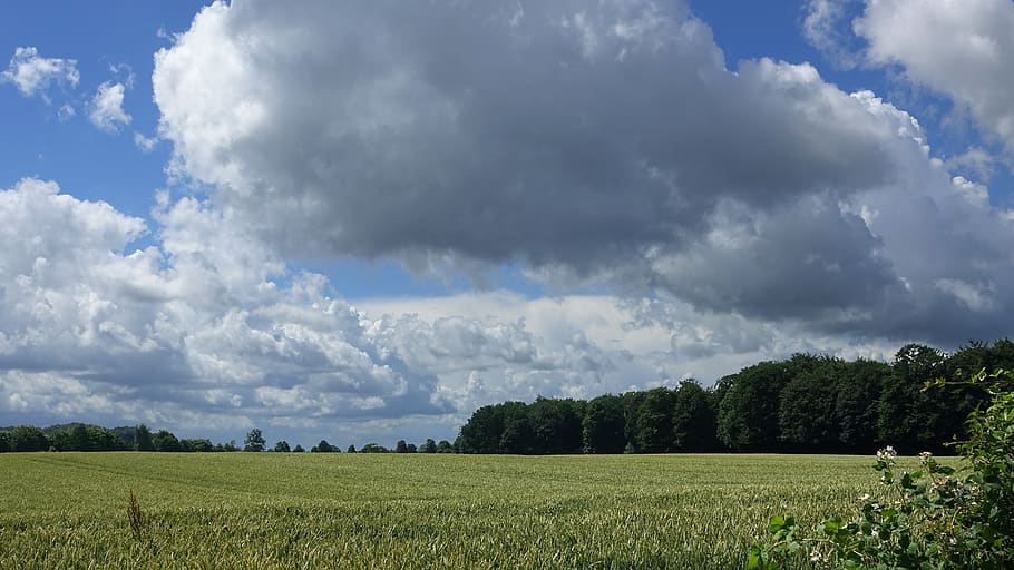 summer 2016, clouds, landscape, cornfield, cloud - sky, plant HD wallpaper