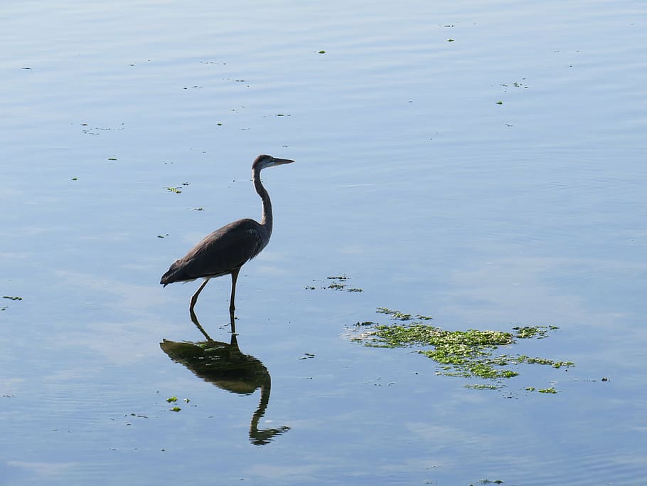 blue heron, water, reflection, pond, bird, fauna, walking, nature HD wallpaper