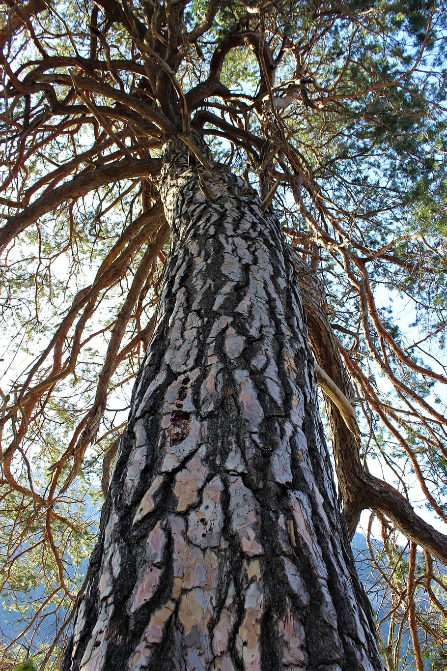scots pine, tree, large, wood, nature, huge, plant, bark, branch, HD wallpaper