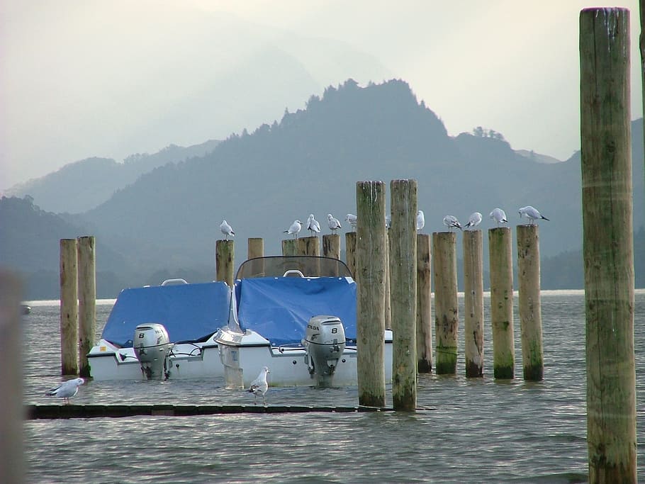 gulls, lake district, boat, posts, keswick, water, harbour HD wallpaper