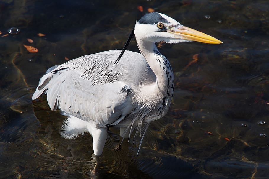 Gray Heron, Heron, River, Winter, bird, one animal, animal themes HD wallpaper