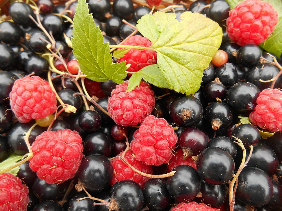 fruit, raspberries, blackcurrants, raspberry, summer fruits HD wallpaper