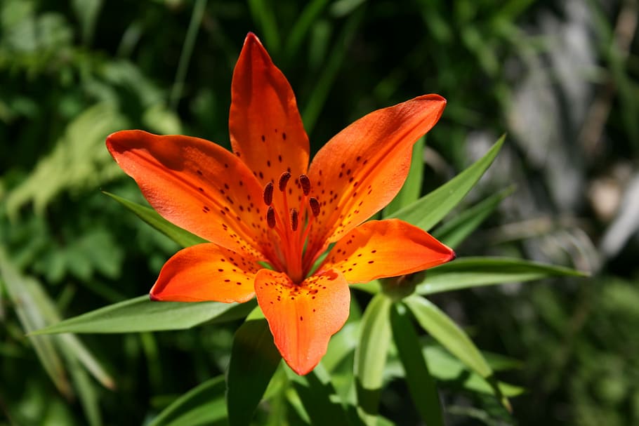 Wings, Sky One, Wildflower, Endangered, wings sky one, orange color HD wallpaper
