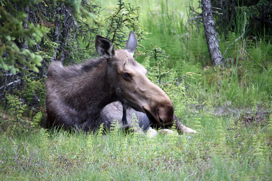 moose, alaska, homer, animal, mammal, plant, animal themes HD wallpaper