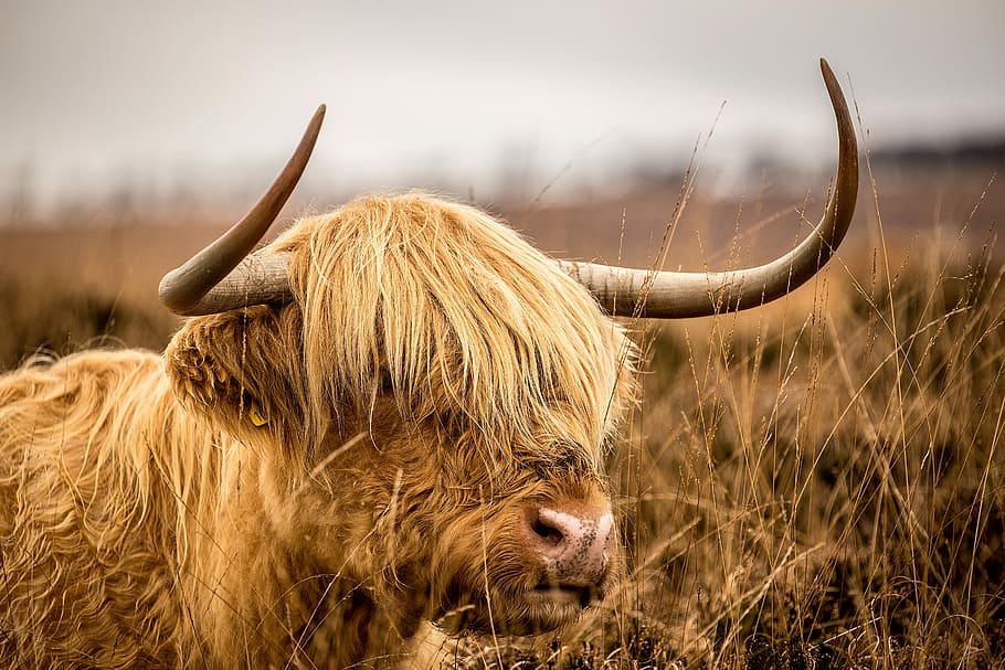 brown bison on grassfield, selective focus photography of bison, HD wallpaper