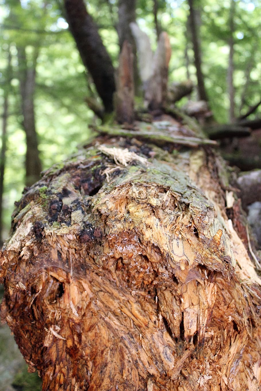 Brown, Fallen, Tree, fallen tree, tree trunk, nature, forest HD wallpaper
