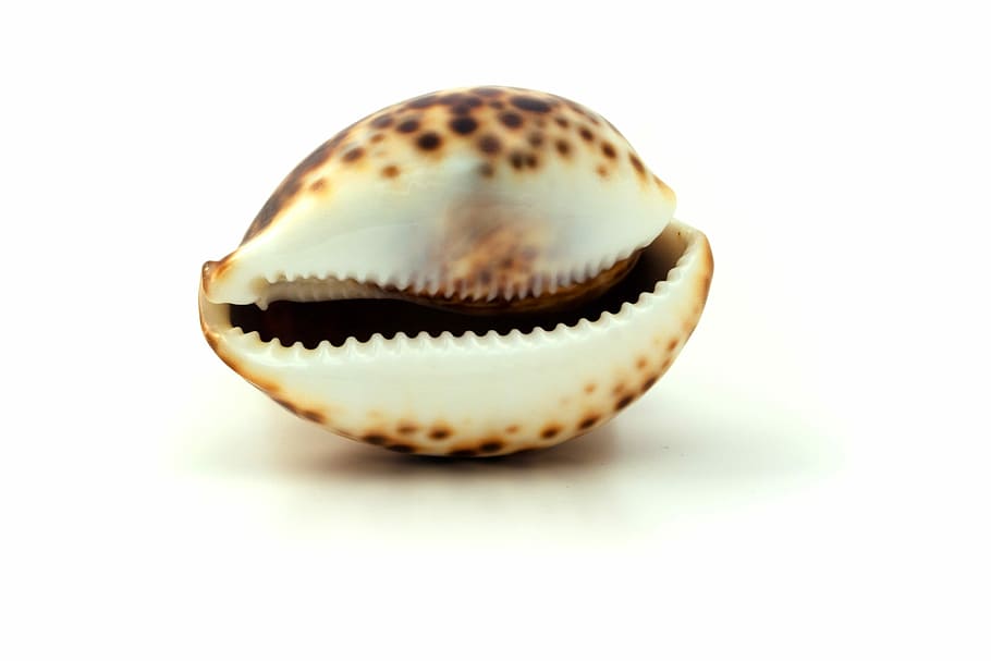 white and brown seashell, Shell, Beach, Summer, Marine, tropical, HD wallpaper