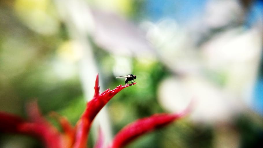 fly, insect, macro, nature, close-up, animal, invertebrate HD wallpaper