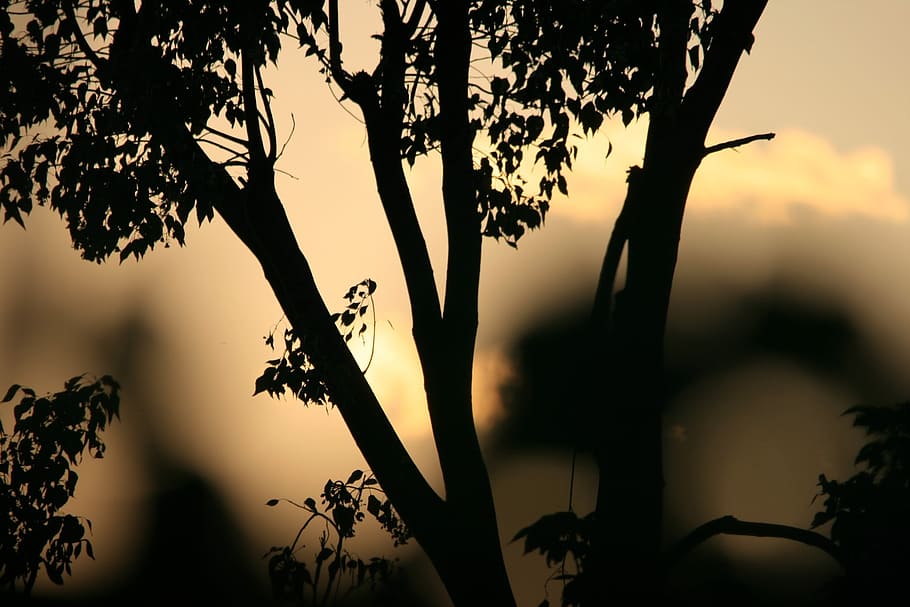 tree, silhouette, sunset, orange, gold, glow, plant, beauty in nature HD wallpaper