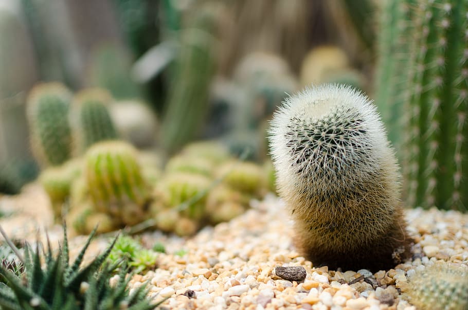 cactus, gardens by the bay, flower, plant, singapore, nature, HD wallpaper