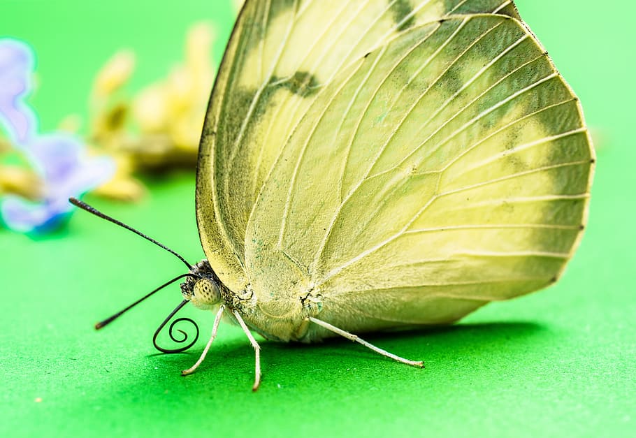 Butterfly, Insect, butterfly - Insect, nature, animal, animal Wing HD wallpaper