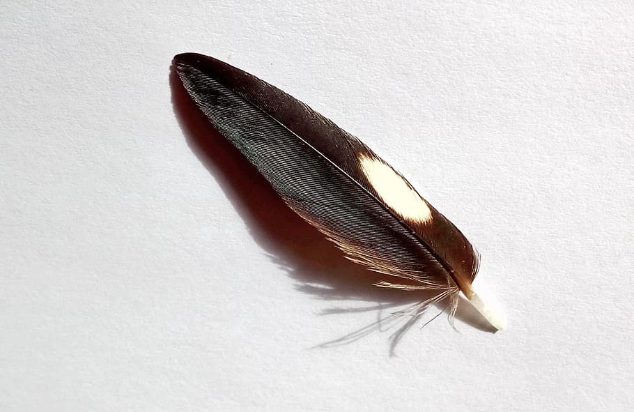 bird feather, dark, spot, white, nature, fauna, australia, close-up HD wallpaper