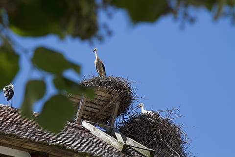 stork, salem, monkey mountain, germany, storchennest, portrait HD wallpaper