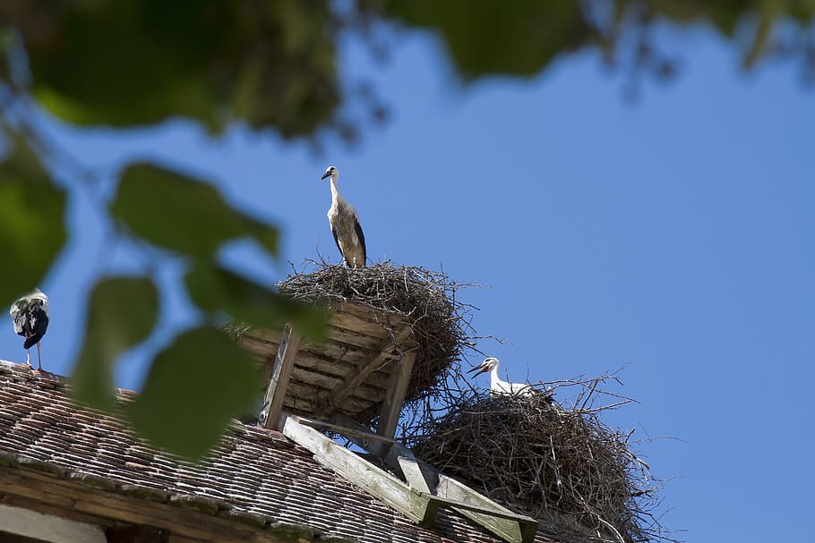 stork, salem, monkey mountain, germany, storchennest, portrait HD wallpaper