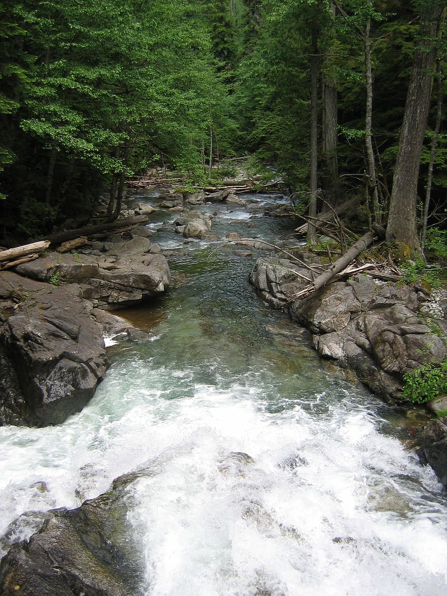 rivers, streams, water, white, splashing, splashes, forest HD wallpaper