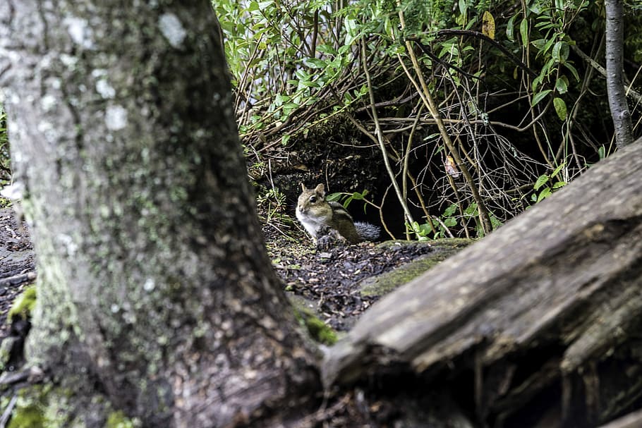Chipmunk in the woods at Algonquin Provincial Park, Ontario, canada HD wallpaper