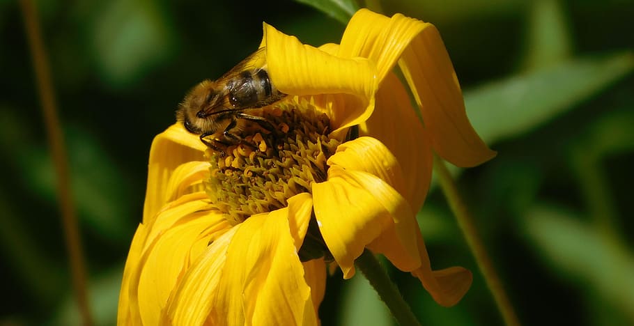 bee, bee on flower, hard working, work diligently, pollination HD wallpaper