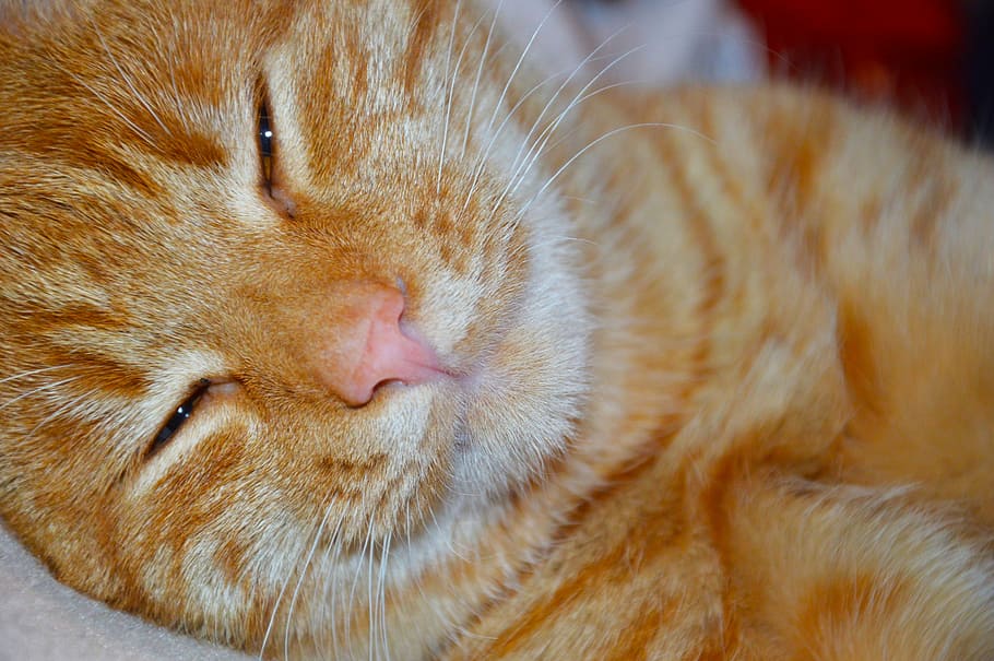 red cat, kitten, animal themes, mammal, domestic, one animal HD wallpaper
