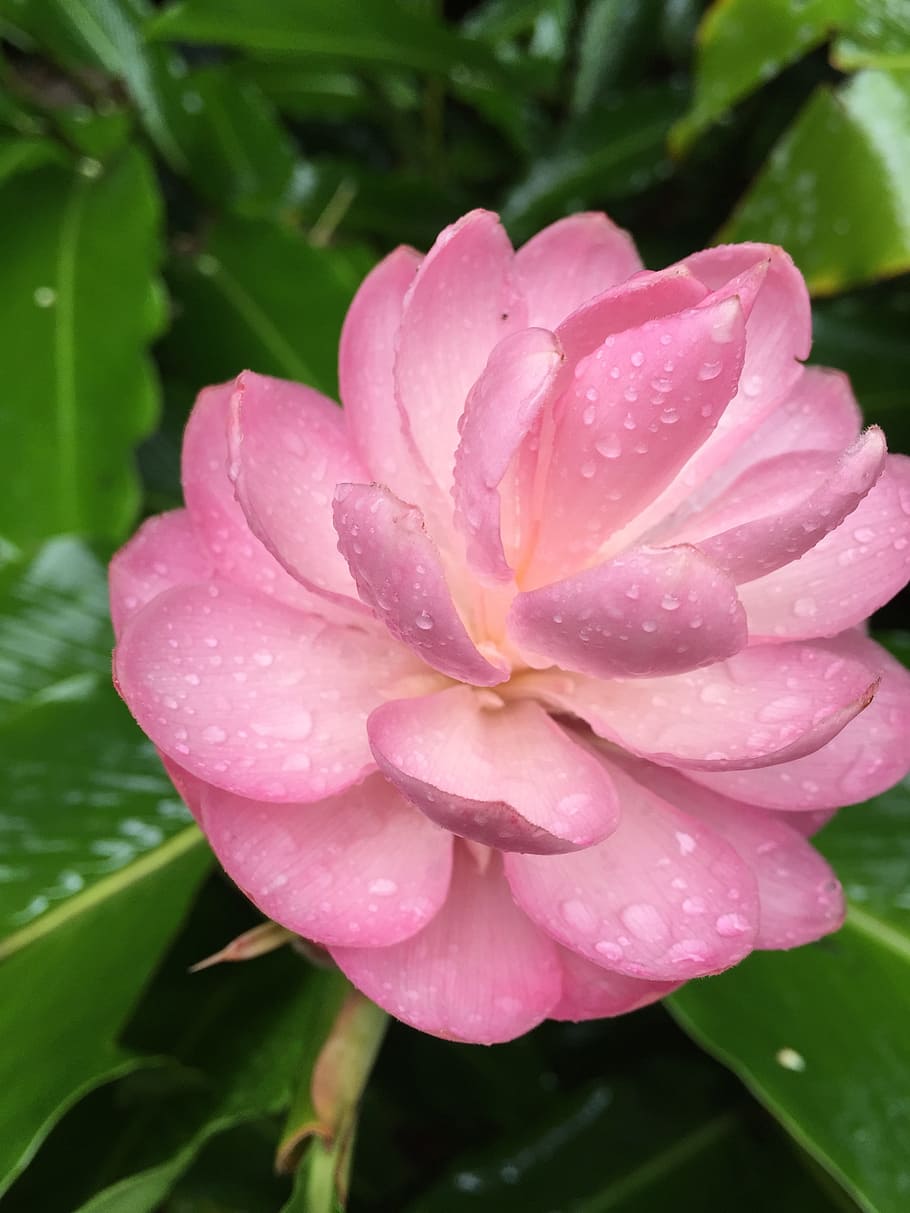 flower, hawaii, pink, water, beauty in nature, plant, flowering plant HD wallpaper